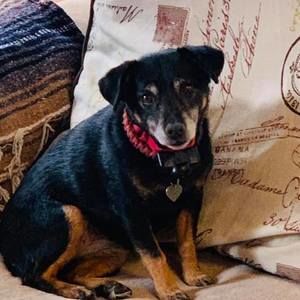 Meet your Posher, Debbie